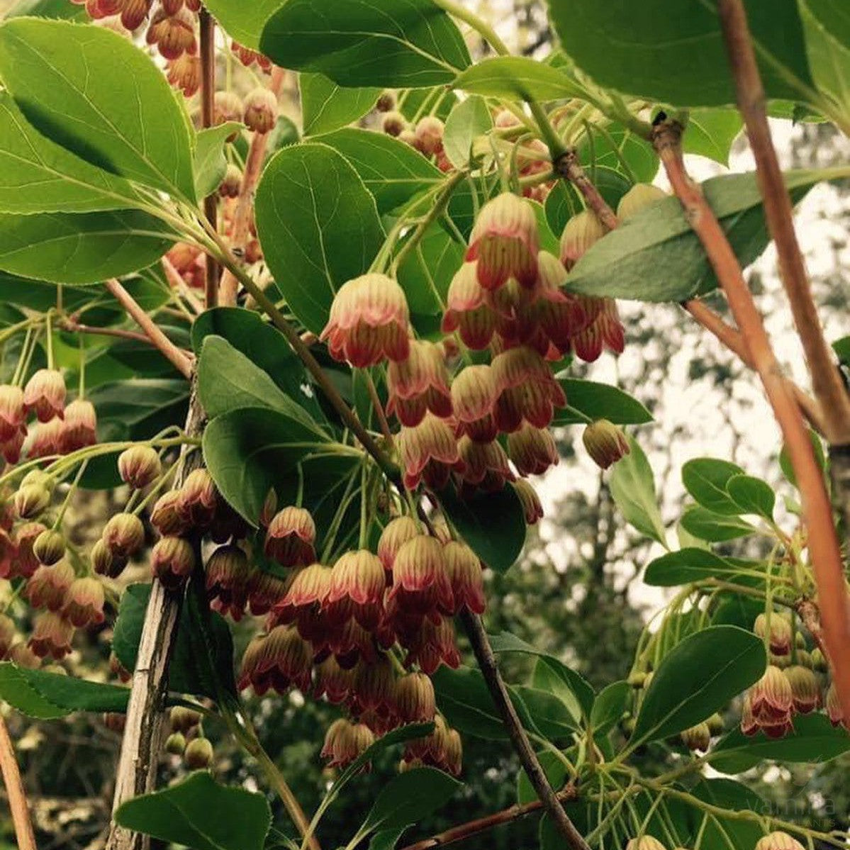 Enkianthus campanulatus 3