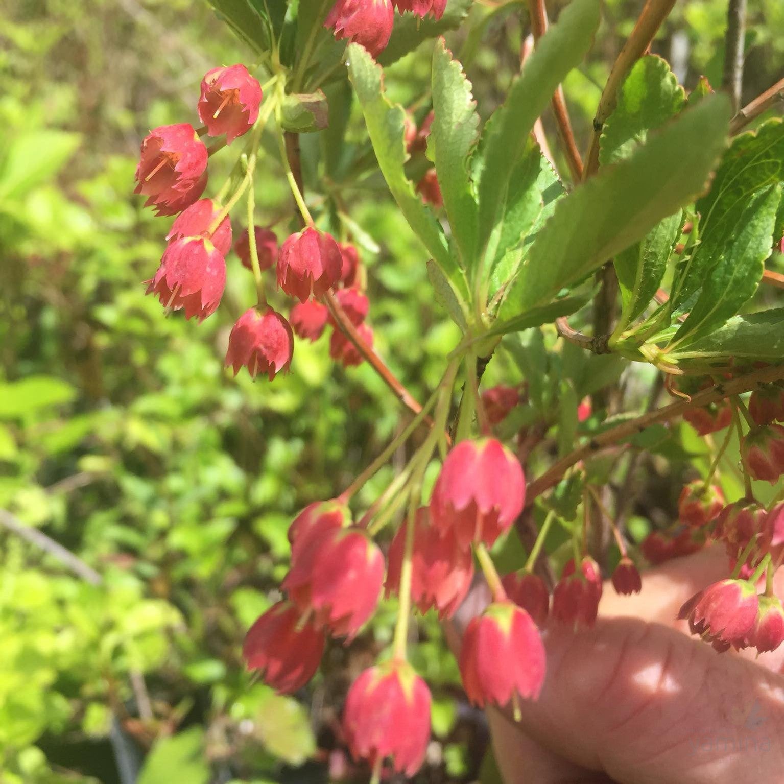 Enkianthus cernuus Rubens 1