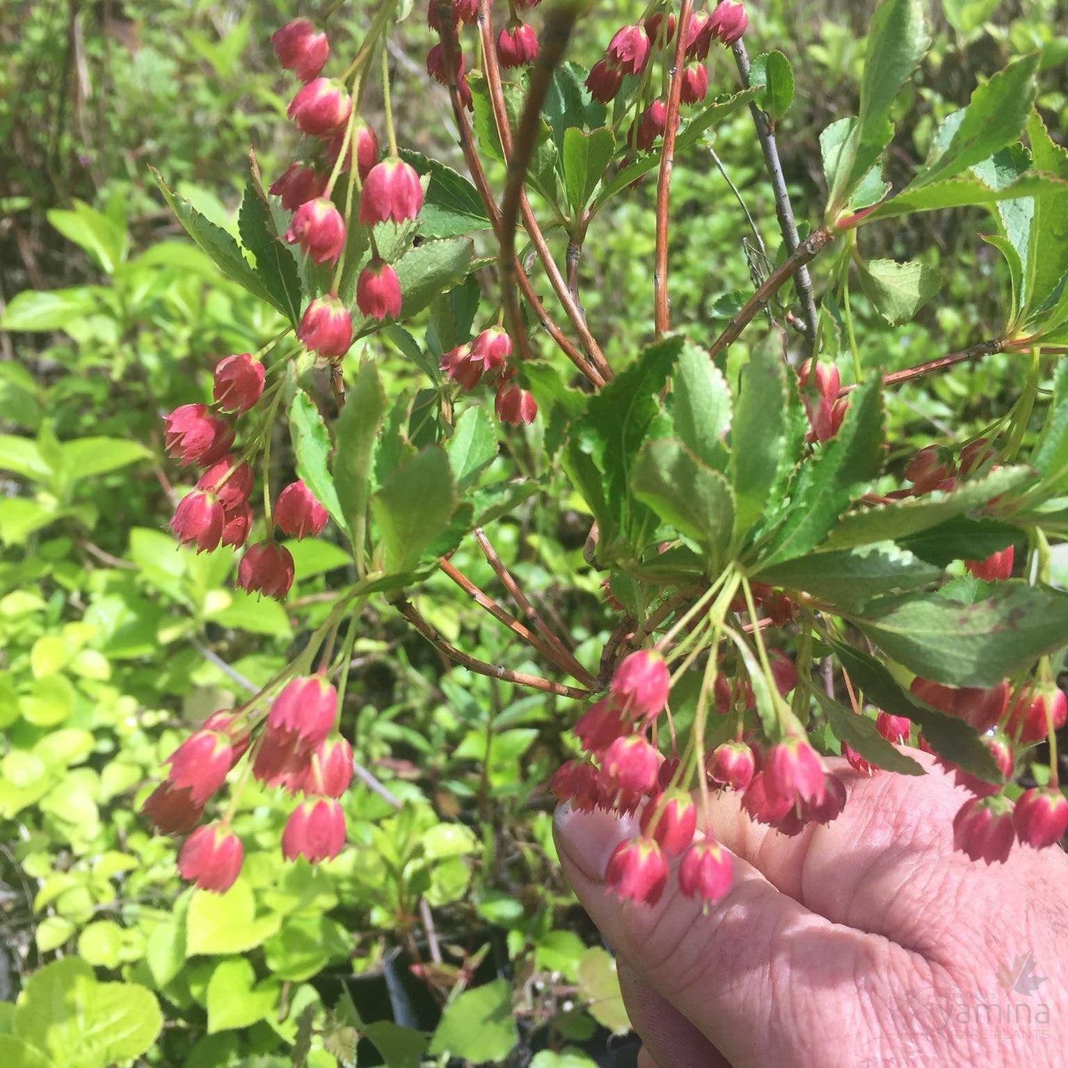 Enkianthus cernuus Rubens 2