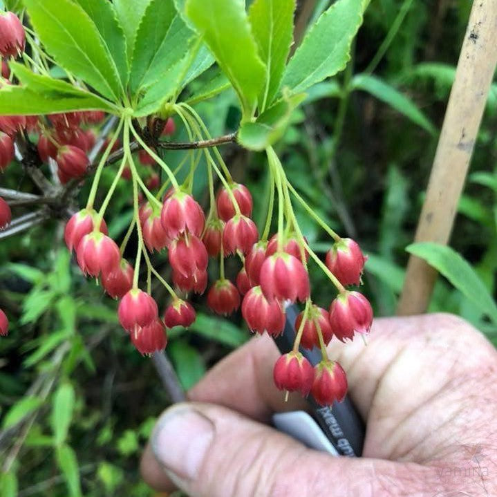 Enkianthus cernuus Rubens 3