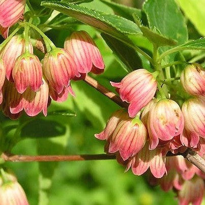 Enkianthus chinensis 1