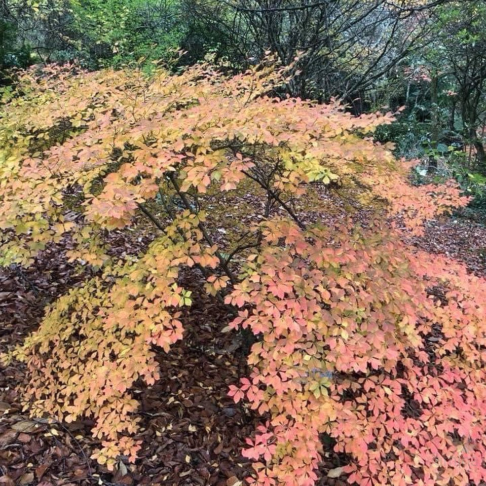 Enkianthus perulatus 1