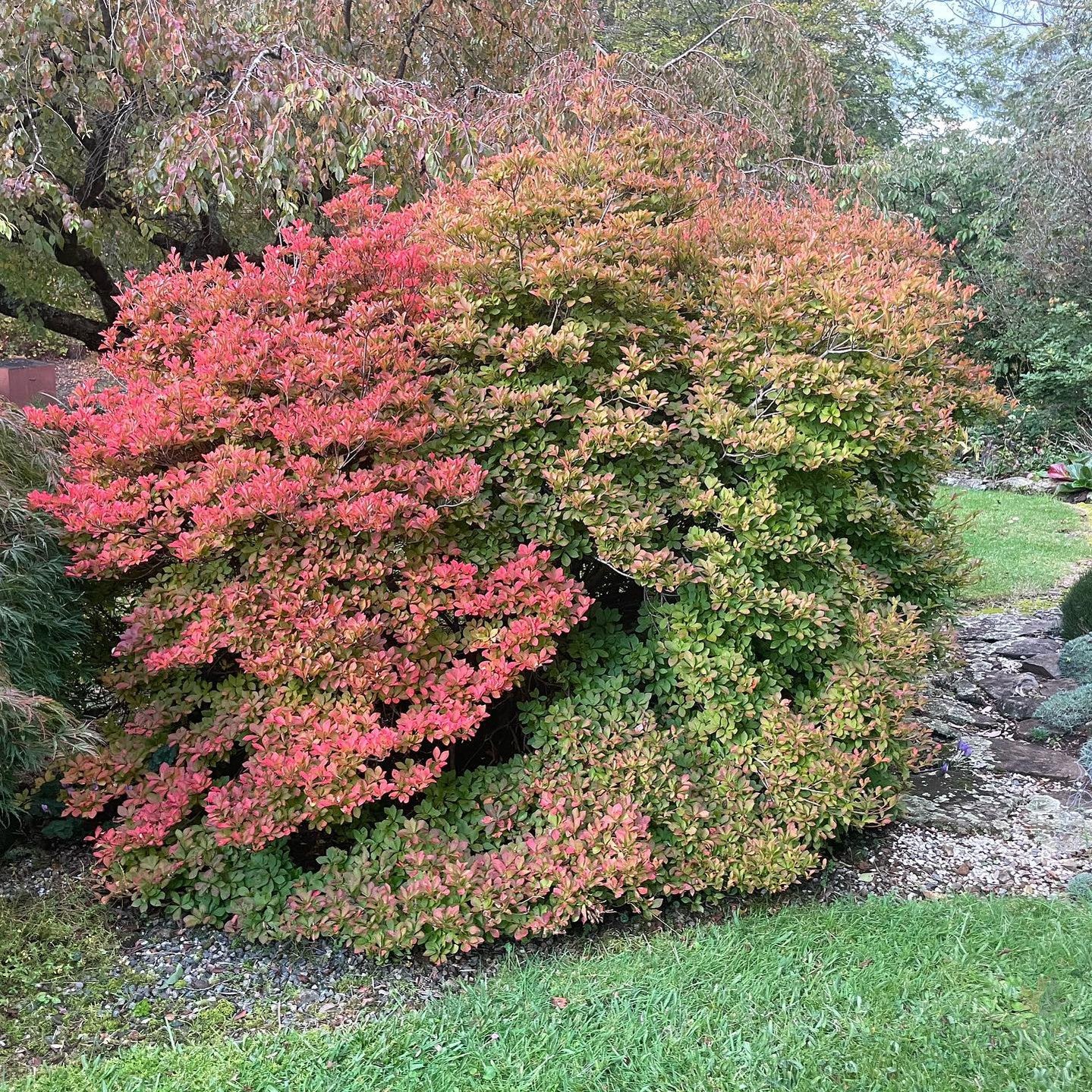 Enkianthus perulatus 2