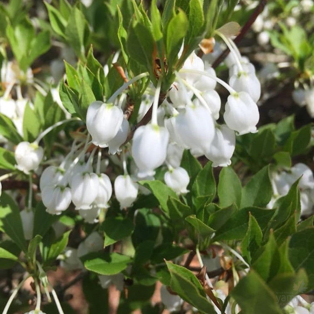 Enkianthus perulatus 3