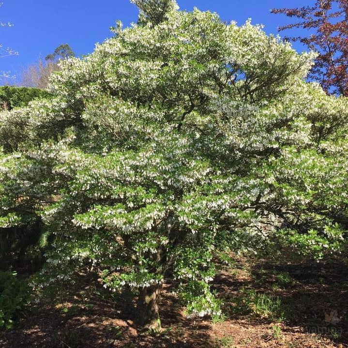 Enkianthus perulatus 4