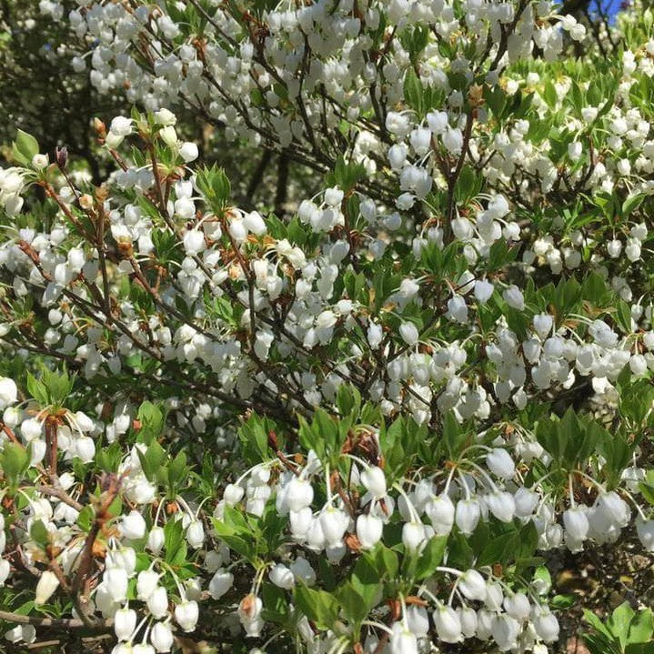 Enkianthus perulatus 5