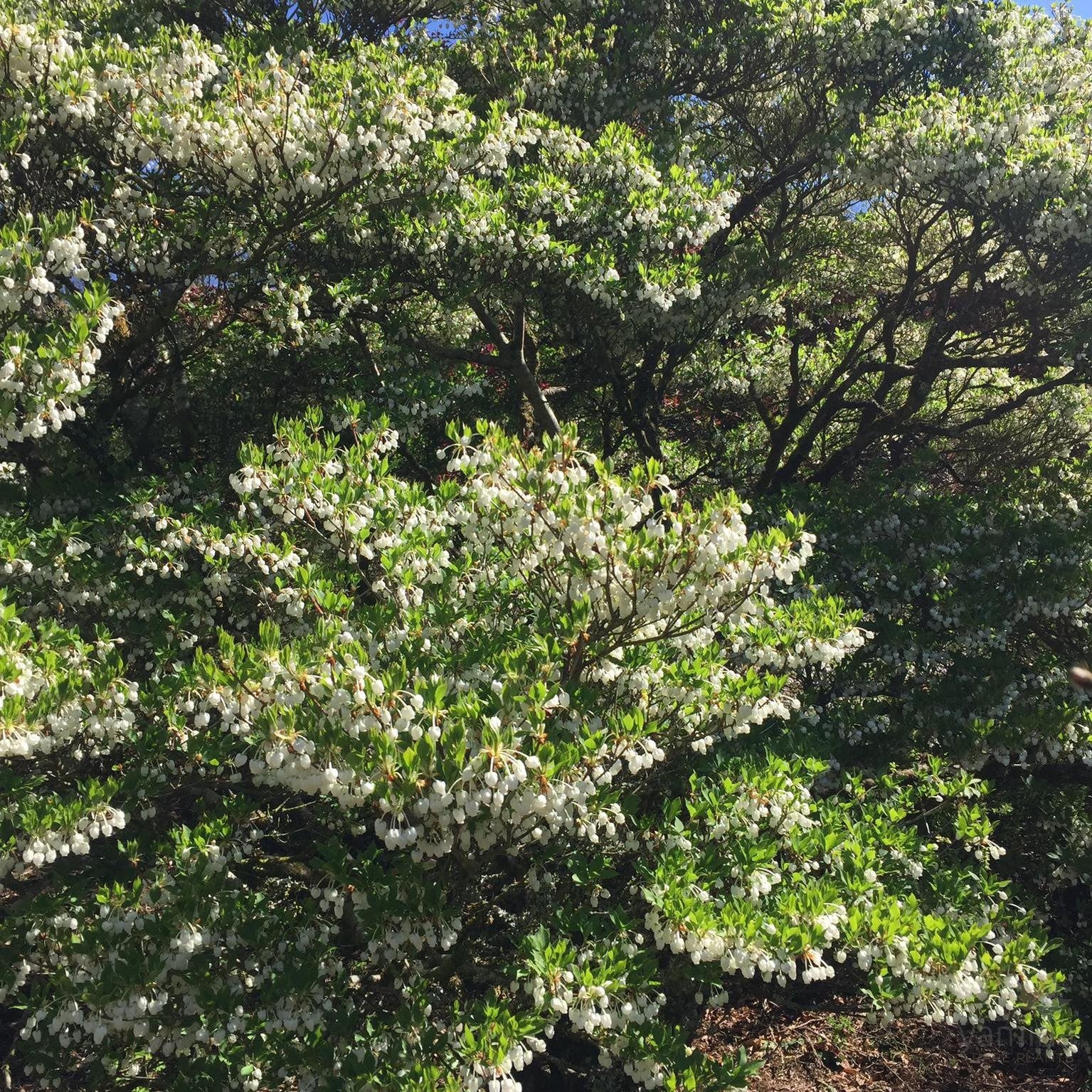 Enkianthus perulatus 6