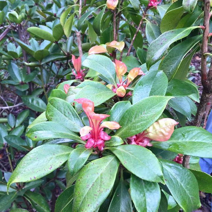 Enkianthus quinqueflorus 1