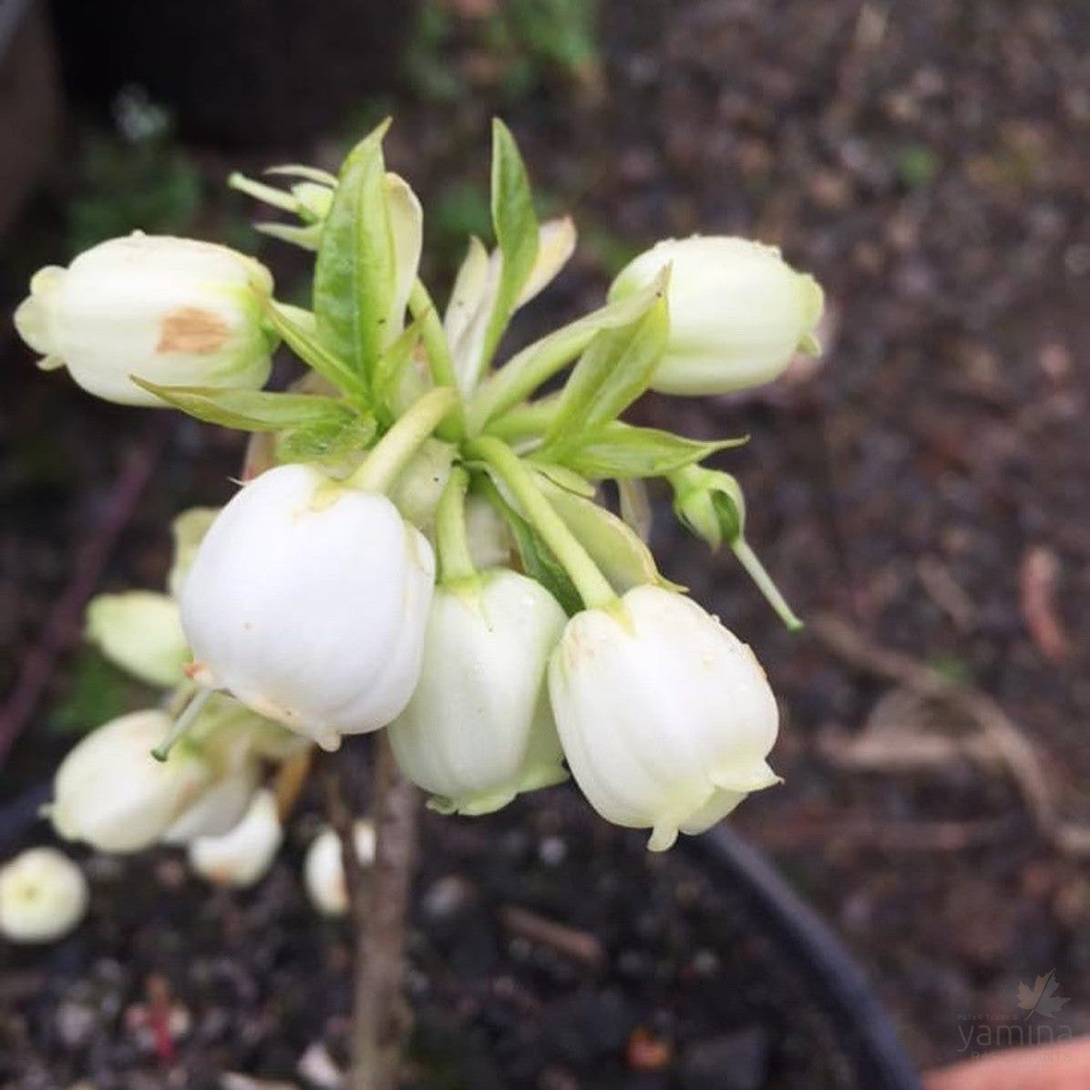 Enkianthus serrulatus 1