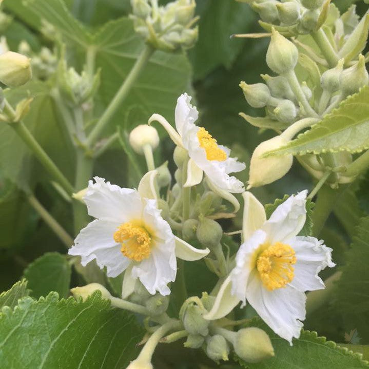 Entelea arborescens (Whau) 1