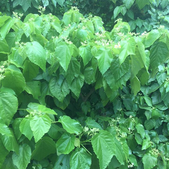 Entelea arborescens (Whau) 2