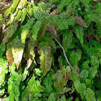 Epimedium pubescens 1