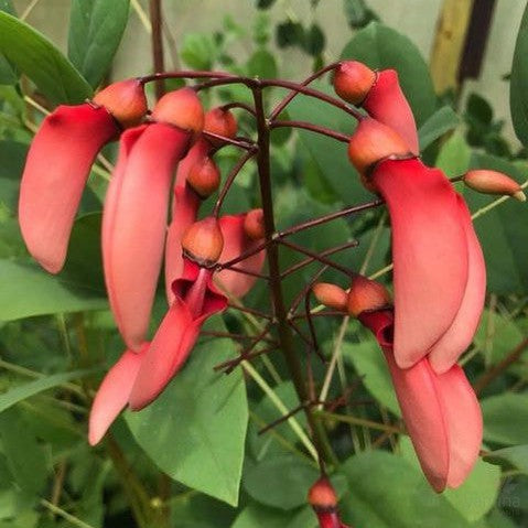 Erythrina crista-galli 1