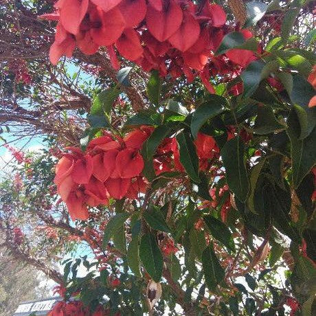 Erythrina crista-galli 2