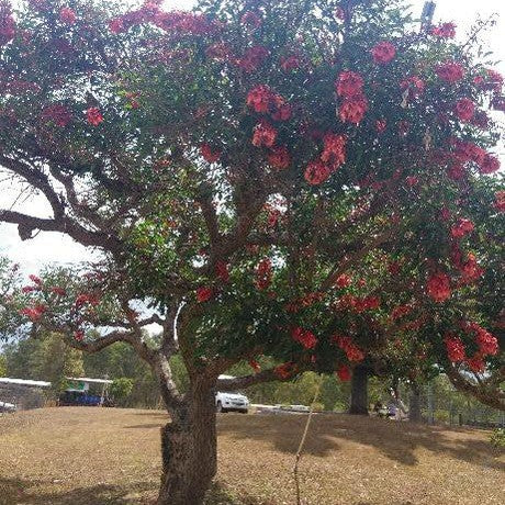 Erythrina crista-galli 3