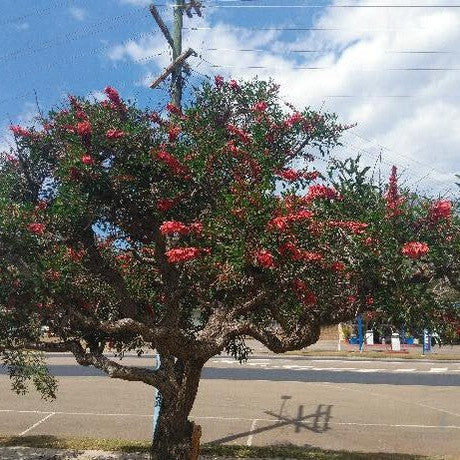 Erythrina crista-galli 4