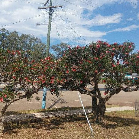 Erythrina crista-galli 5