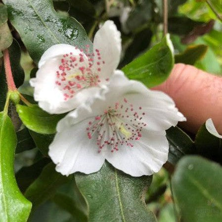 Eucryphia lucida 1