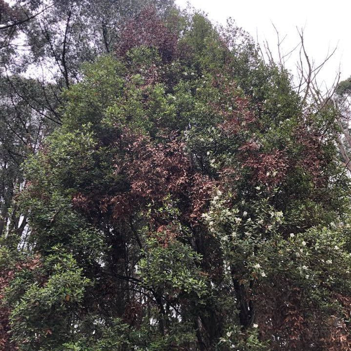 Eucryphia lucida 2