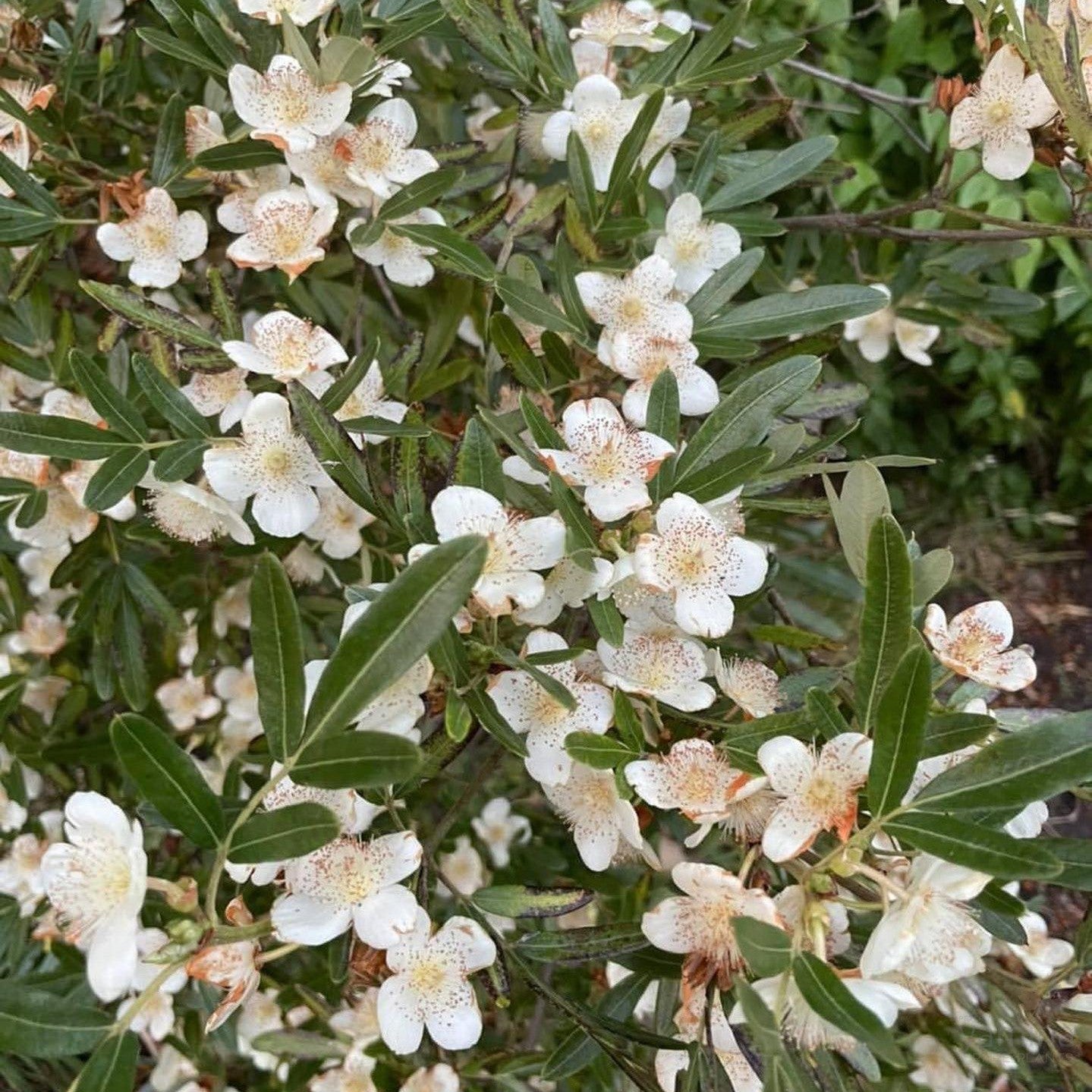 Eucryphia moorei (Eastern Leatherwood) 1