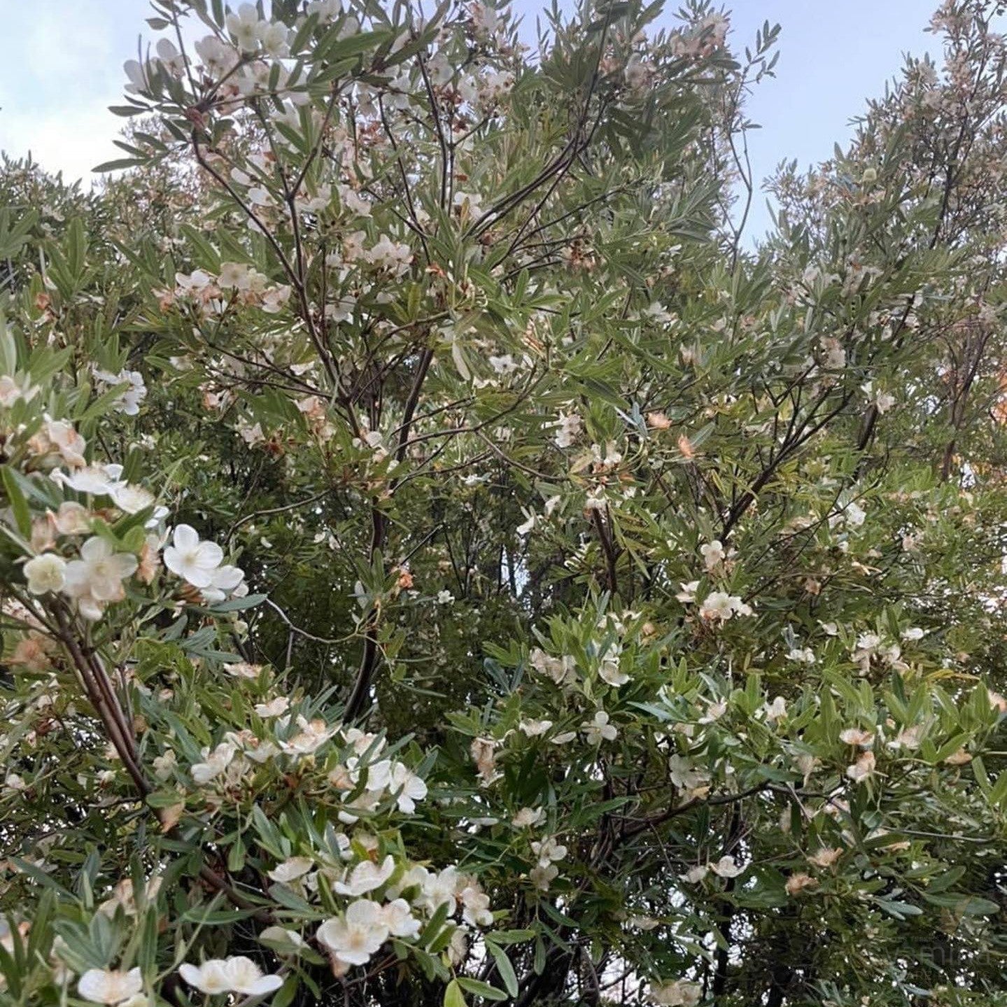 Eucryphia moorei (Eastern Leatherwood) 2