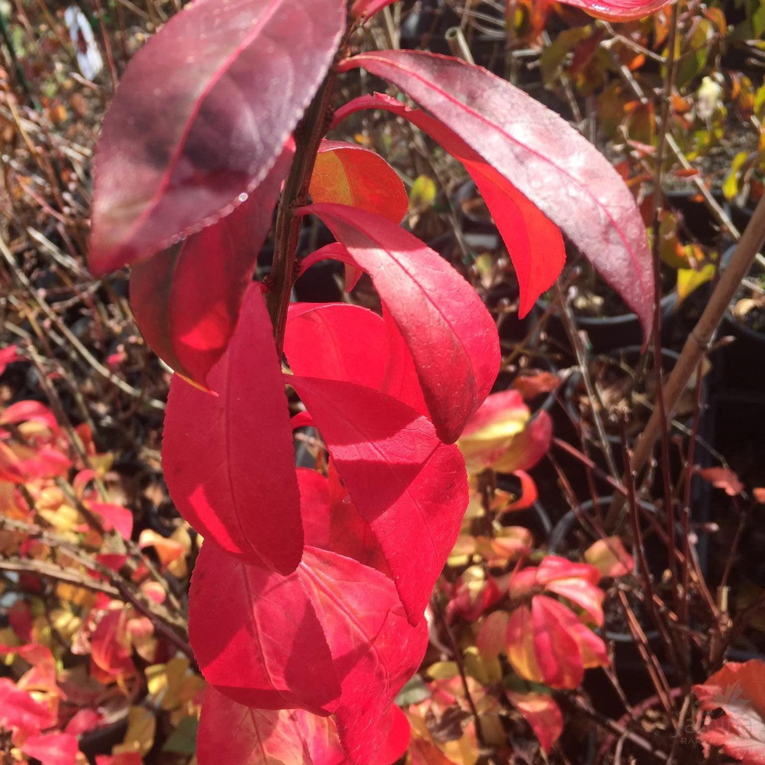 Euonymus alatus Compactus 2