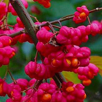 Euonymus europeus 1