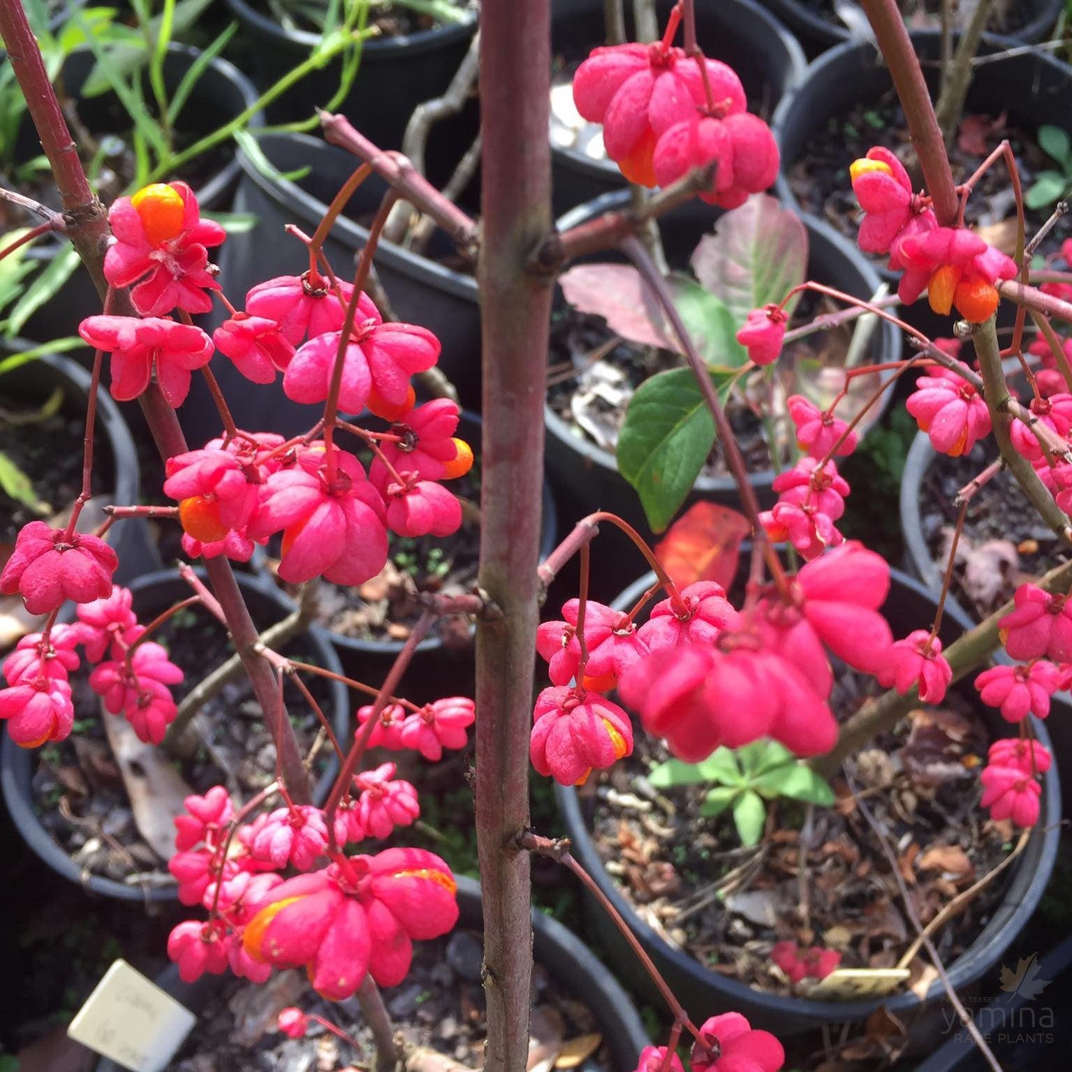 Euonymus europeus Red Cascade 1