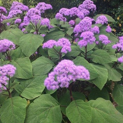 Eupatorium sordidum (Bartlettina sordida) 1