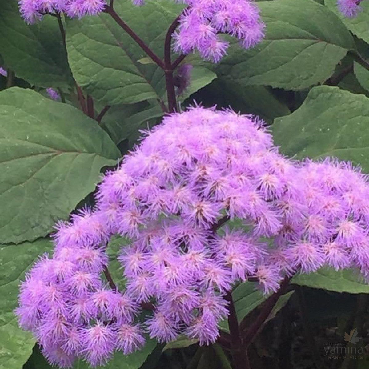 Eupatorium sordidum (Bartlettina sordida) 2