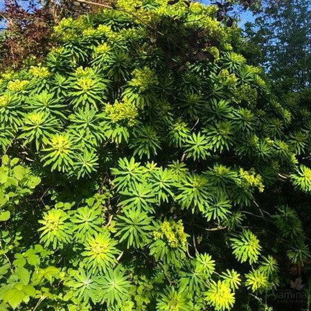 Euphorbia mellifera 1