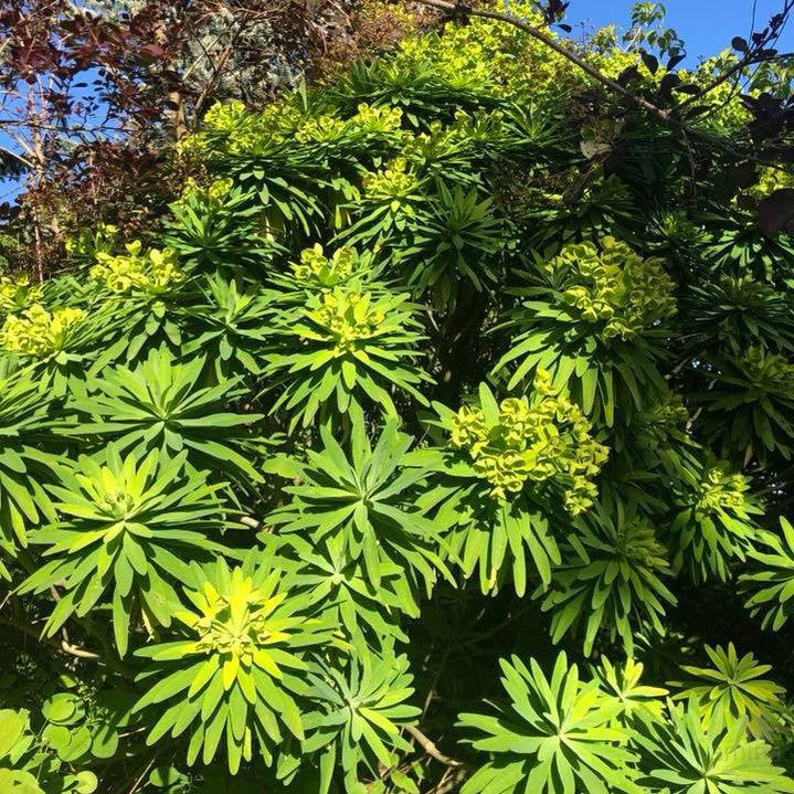 Euphorbia mellifera 2