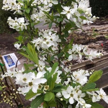 Exochorda giraldii Wilsonii (Pearlbush) 1