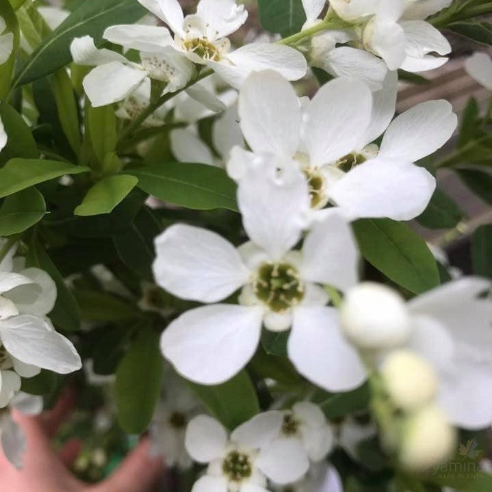 Exochorda giraldii Wilsonii (Pearlbush) 2