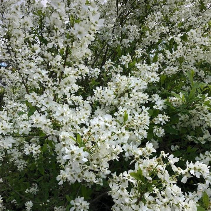 Exochorda racemosa 1