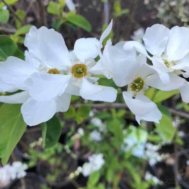 Exochorda racemosa 2