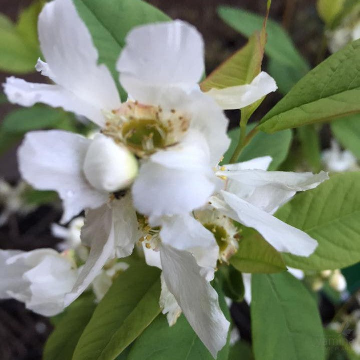 Exochorda serratifolia Snow White 1