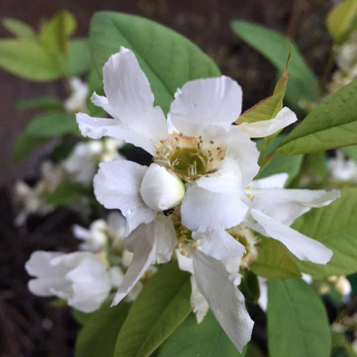 Exochorda serratifolia Snow White 2