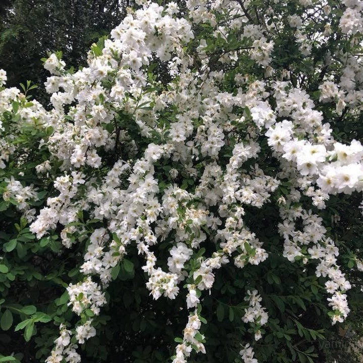 Exochorda x macrantha The Bride 1