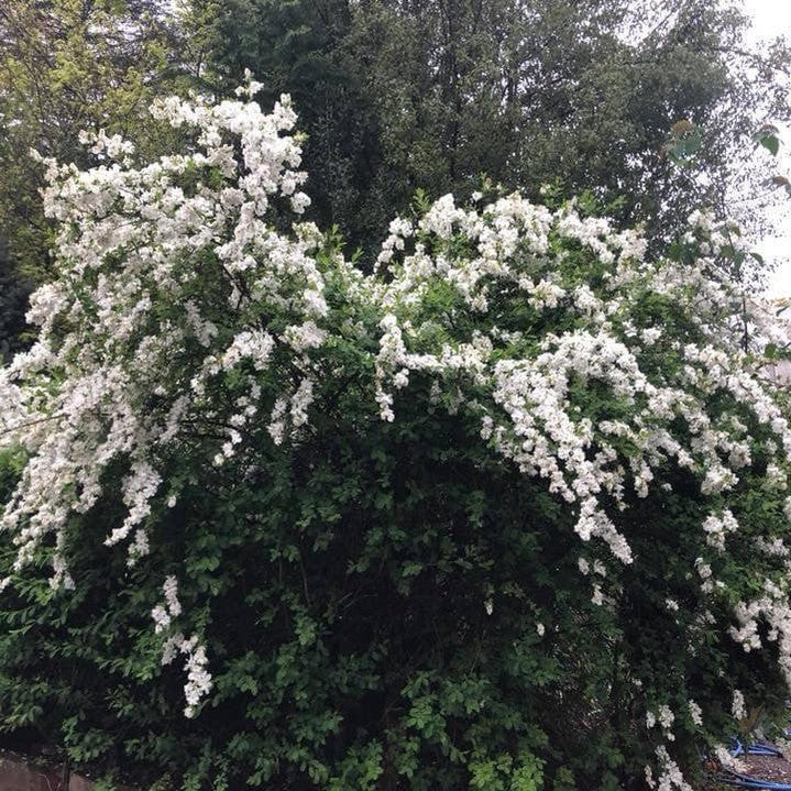 Exochorda x macrantha The Bride 2