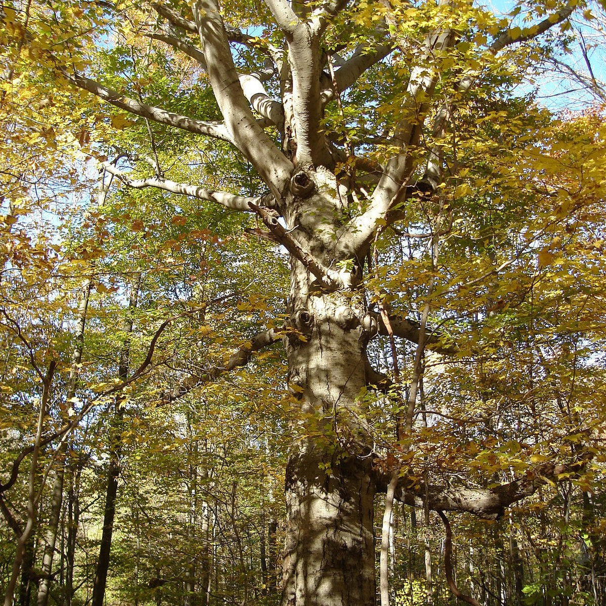 Fagus grandiflora 1