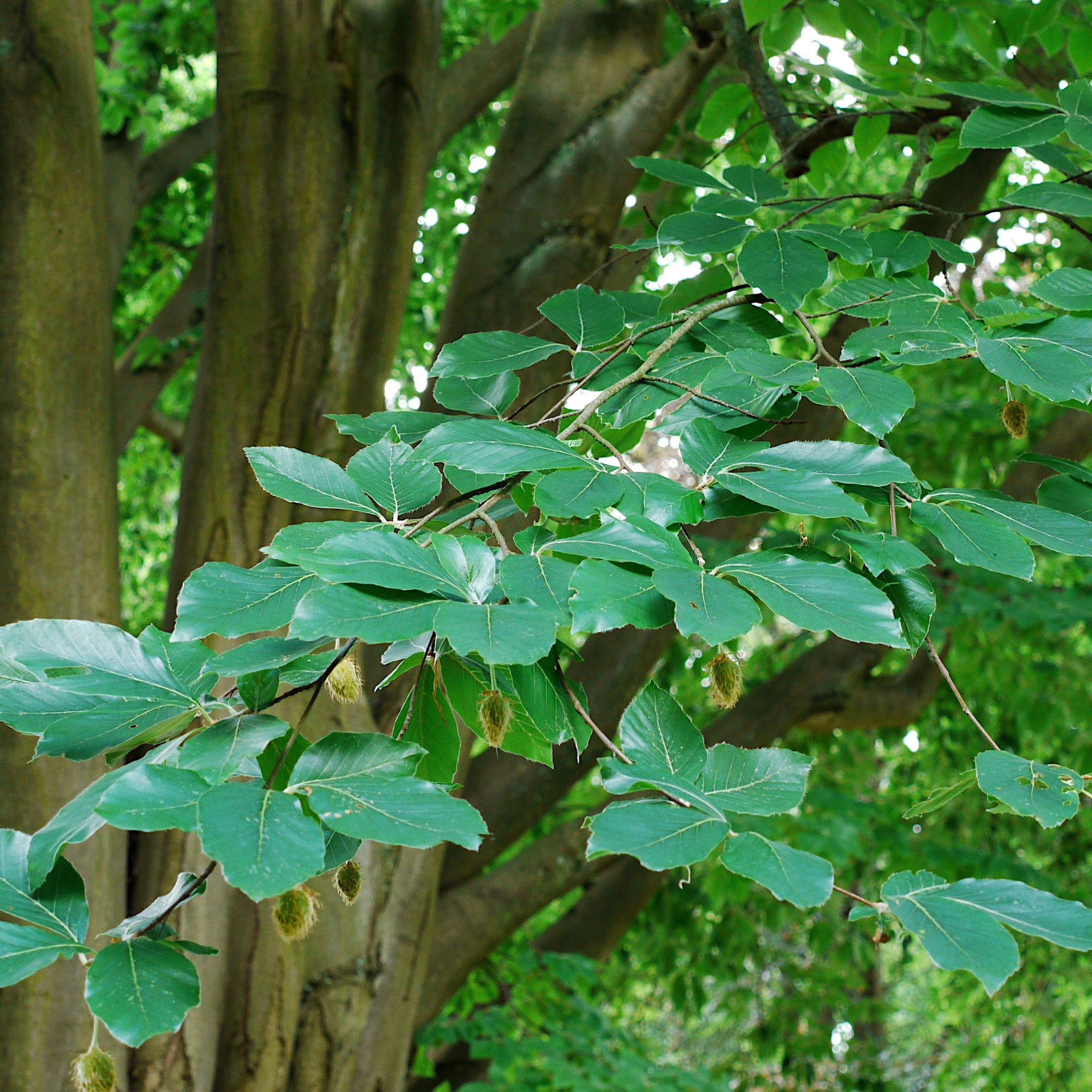 Fagus orientalis 1