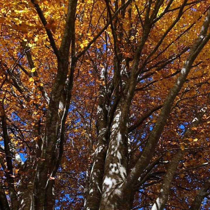 Fagus sylvatica 1