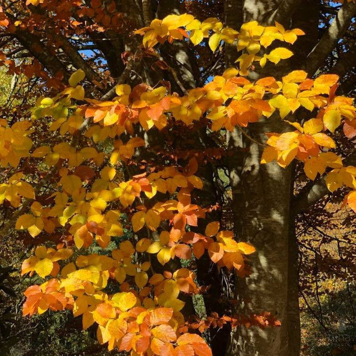 Fagus sylvatica 2