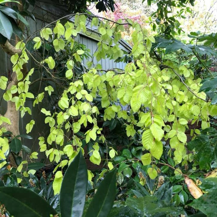 Fagus sylvatica Aurea Pendula 1