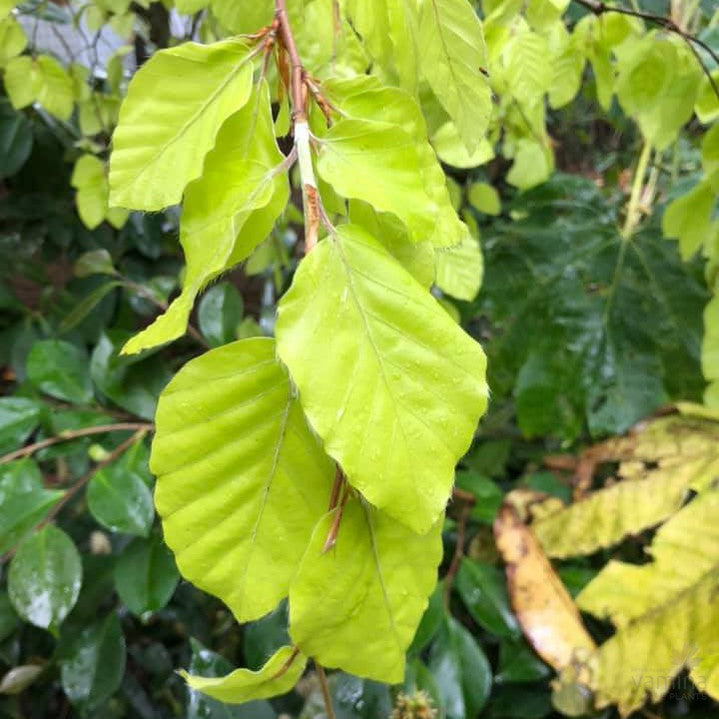 Fagus sylvatica Aurea Pendula 2