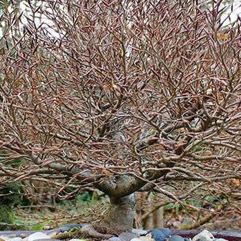 Fagus sylvatica Beech Balls (dwarf) 1