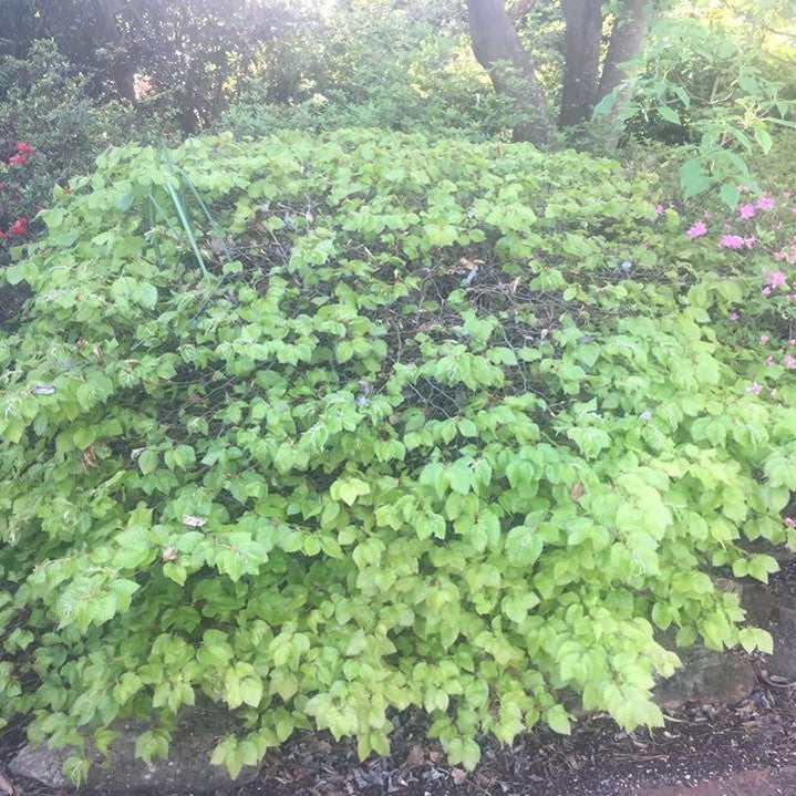 Fagus sylvatica Beech Balls (dwarf) 2