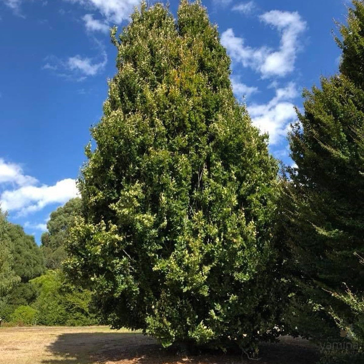 Fagus sylvatica Dawyck 1