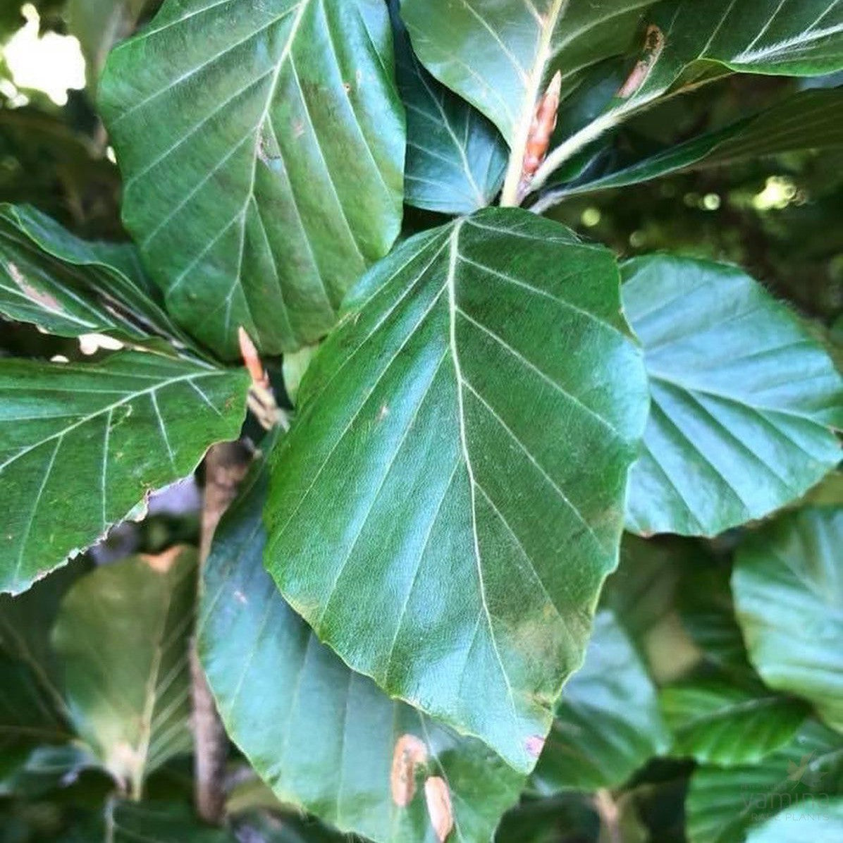 Fagus sylvatica Dawyck 2